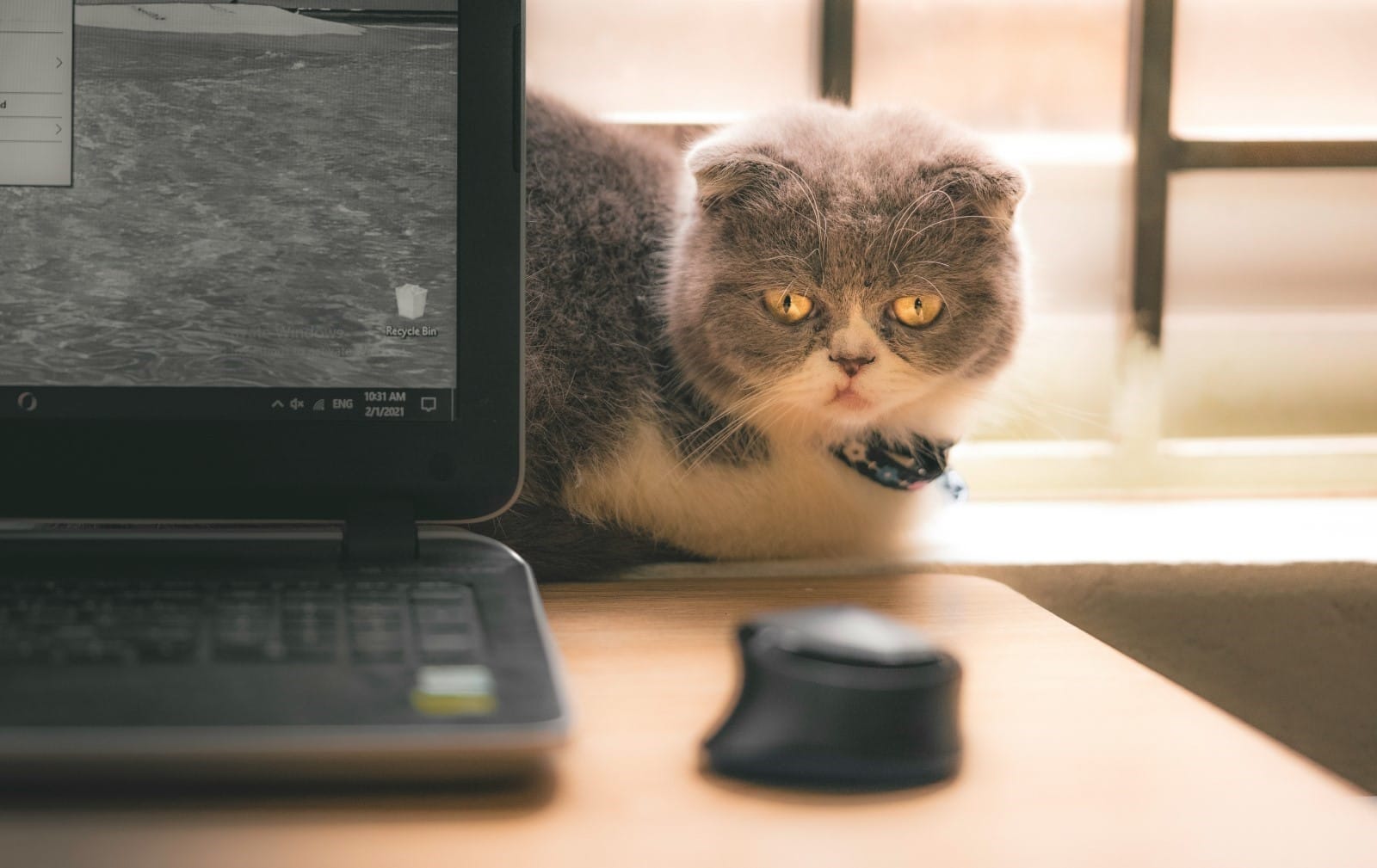 A cat sitting behind a desk looking at a computer mouse 