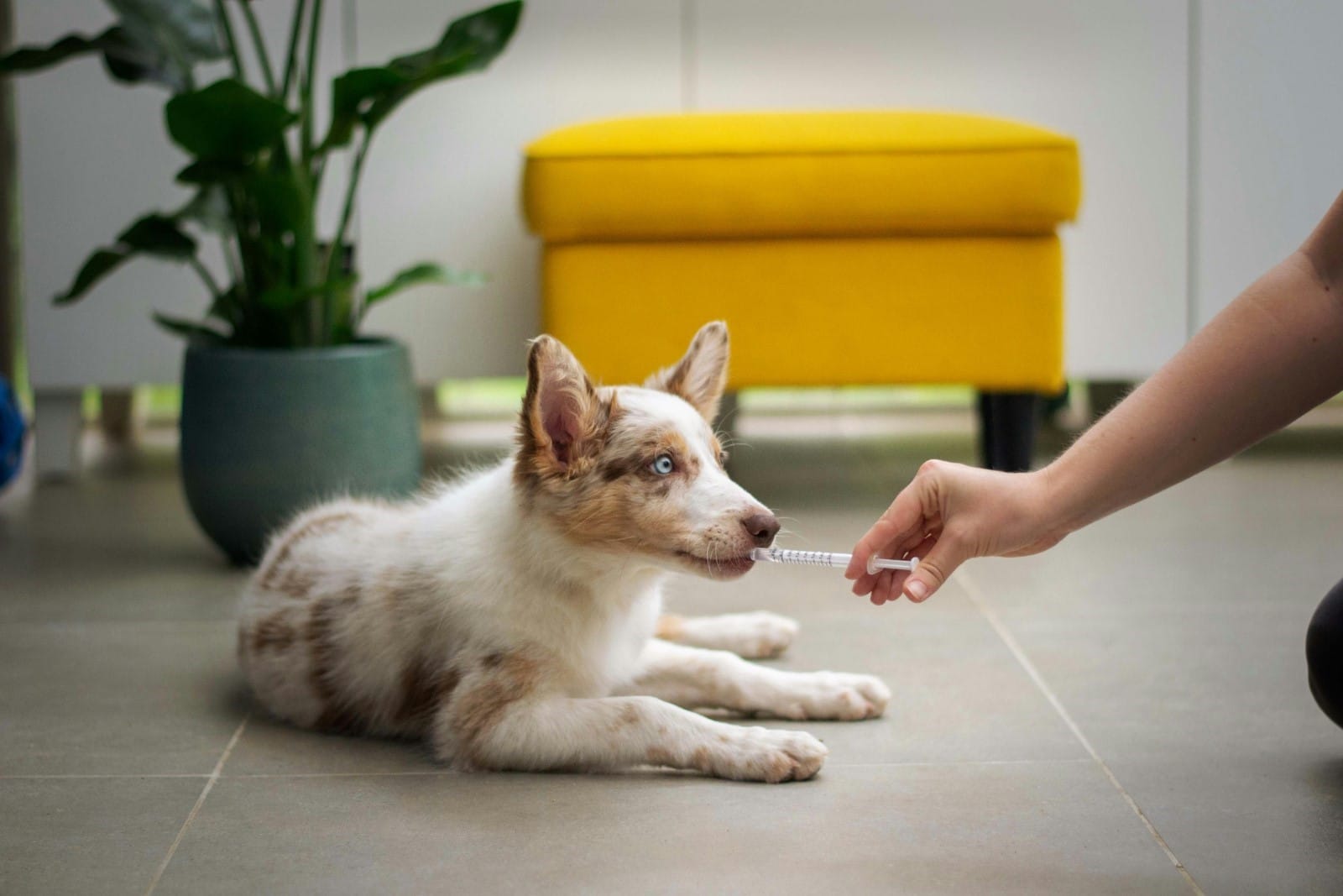 A dog taking a medicine formula