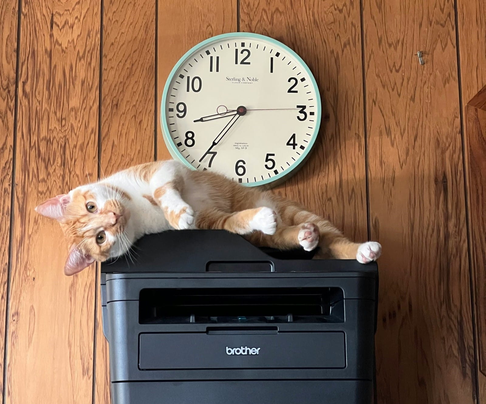 Cat on outdated device and a clock above it 