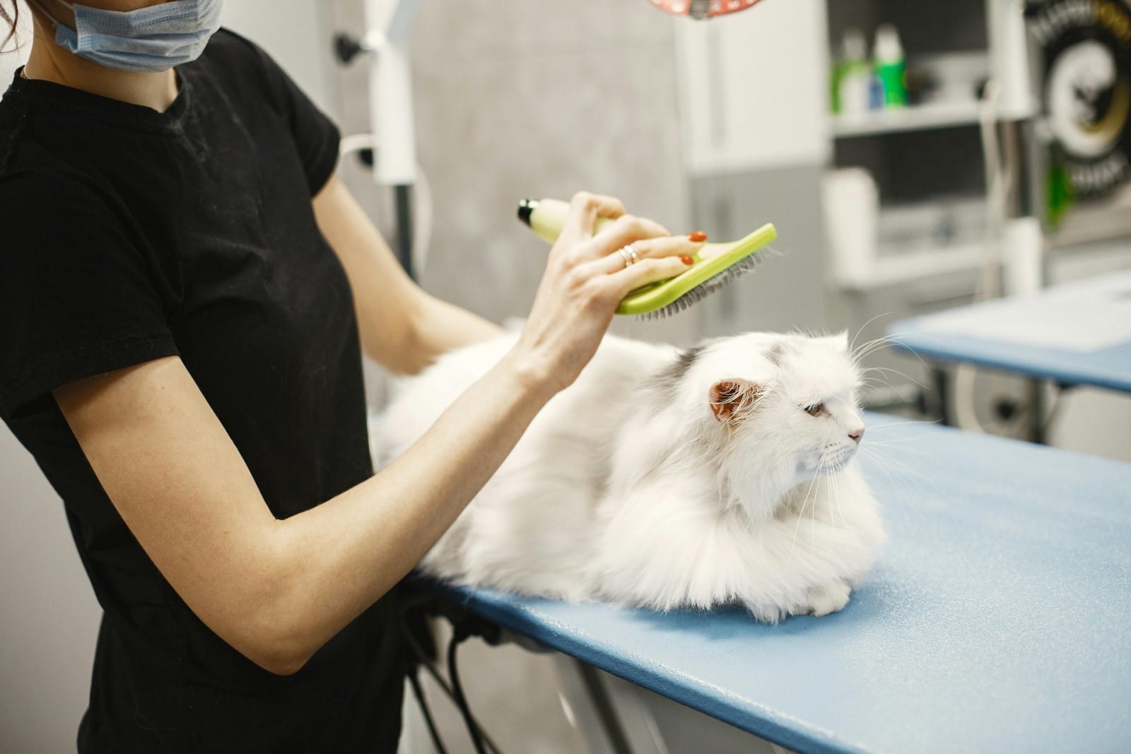 Staff member brushing a cat's hair 