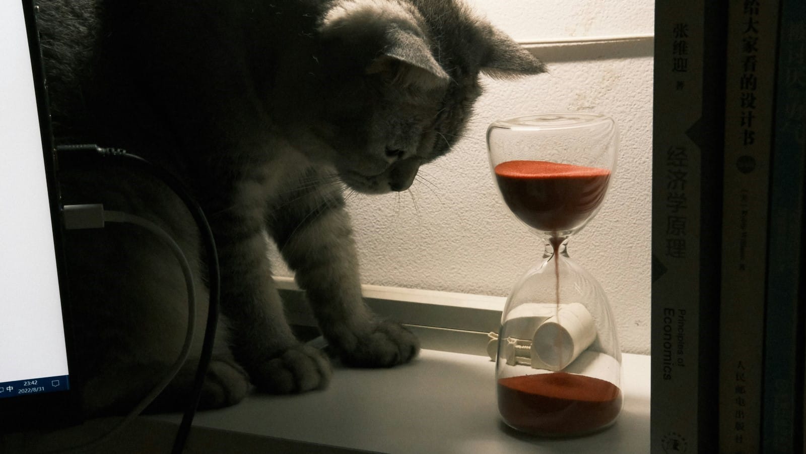 A cat looking at an hourglass